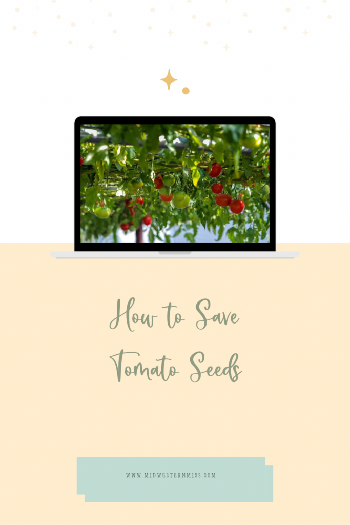 How to Save Tomato Seeds